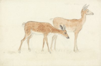American Deer by Anthony Devis